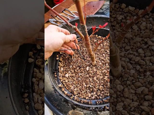 How to Thicken The Trunk in Bonsai🪴Japanese Maple Repot! 