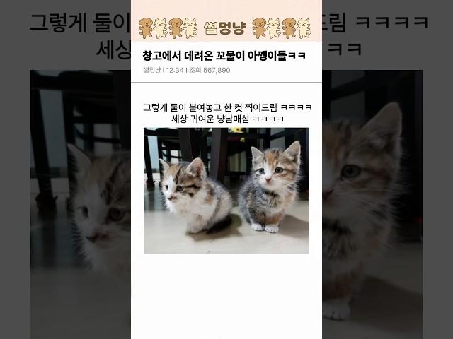 창고에서 데려온 꼬물이 아깽이들 ㅋㅋㅋㅋ