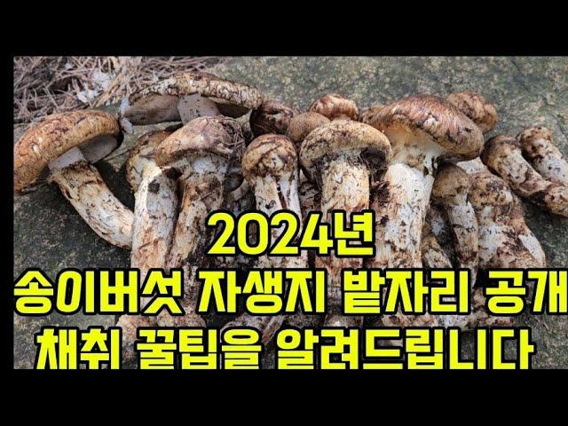 2024년 송이버섯 자생지에서 밭자리 포인트를 알려드립니다.행복한 한가위 보내세요.