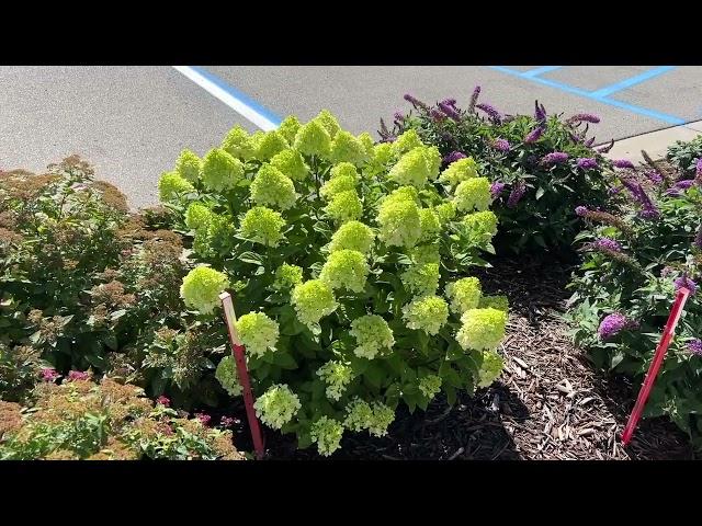 Little Lime Punch Hydrangea