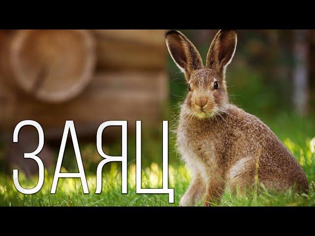 HARE: He's not a rabbit | Interesting facts about hares, rabbits and animals of the Planet Earth