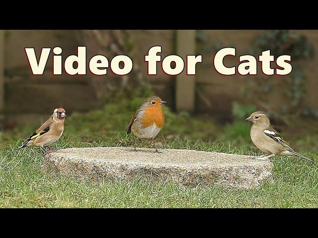 Cat TV ~ Videos for Indoor Cats to Watch  10 HOURS  NEW 