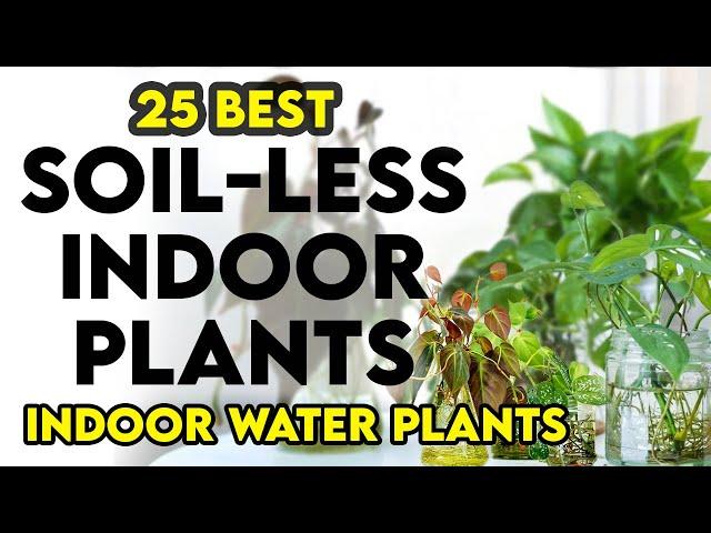 25 easy indoor plants you can grow in water | indoor water plant in india | soilless indoor plants