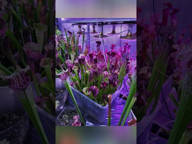 Эксперимент #москва #shortvideo #цветыдлядома #растения #сарацении #хищныерастения #хищники #опыт