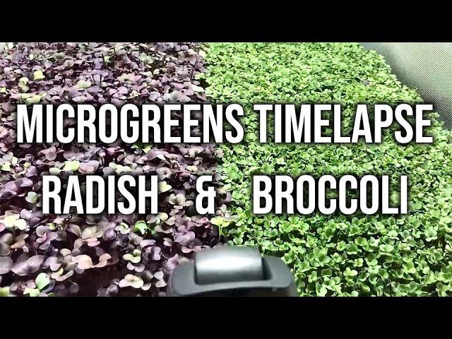 Microgreens Timelapse 8 Days - Radish and Broccoli Grown With LEDTonic Q2 LED Grow Light