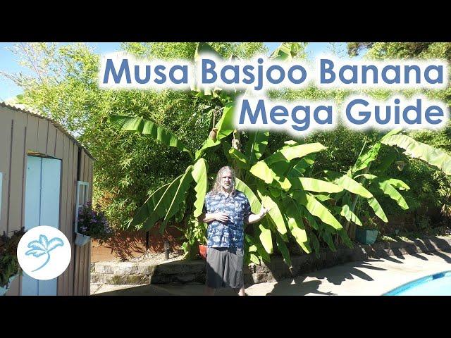 Musa Basjoo Cold Hardy Banana Mega Guide - Everything you wanted to know and some stuff you didn't