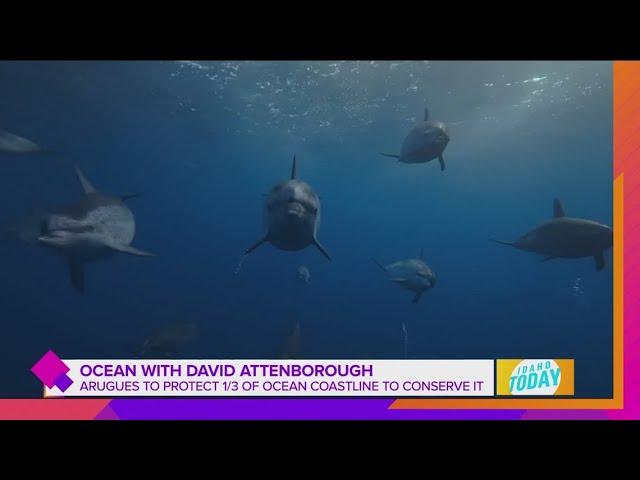 Exclusive: Nat Geo directors on "Ocean With David Attenborough" documentary