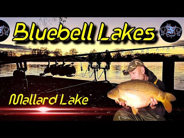 Bluebell Lakes | Mallard Lake | Autumn Family Carp Fishing | #tonyukcarpin #ukcarpin