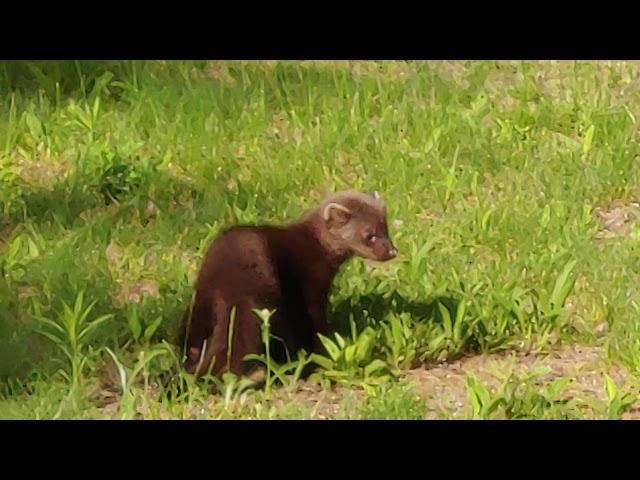 Little mink baby on the front lawn!