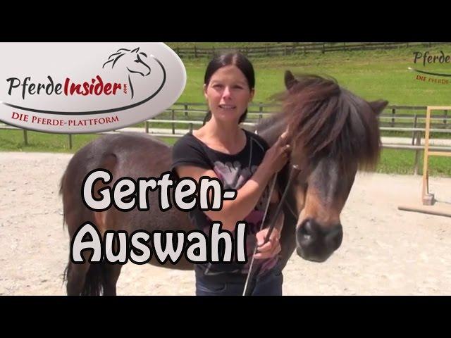  Ausrüstungskunde beim Pferd: Die passende Gerte wählen 