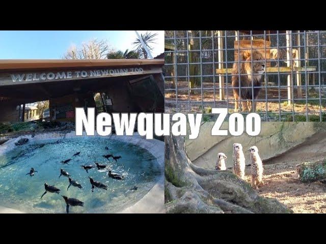 Newquay Zoo - Cornwall 2023