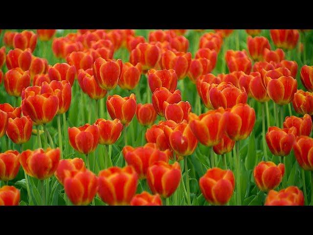 Pella Tulip Time