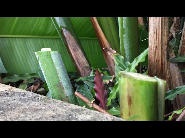 Timelapse: Heliconia Rostrata Reshooting After Pruning | Nature’s Regrowth