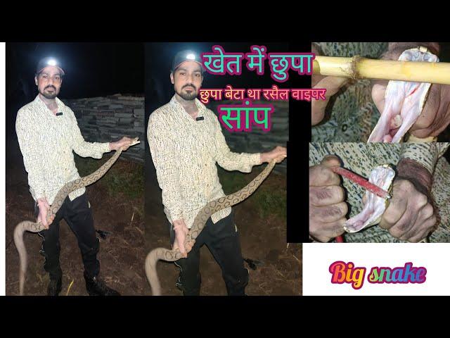 🪱 कैसे छुपा बेटा था खेत में रसैल वाइपर सांप |snake rescue | animal rescue etc | dk panchal