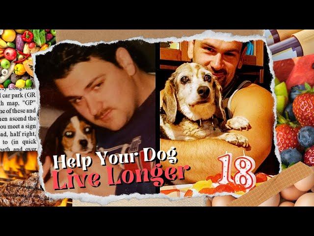 How to Help Your Dog Live Longer | Senior Dog Longevity