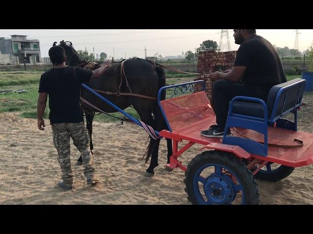 horse buggy ride in Patiala Punjab India