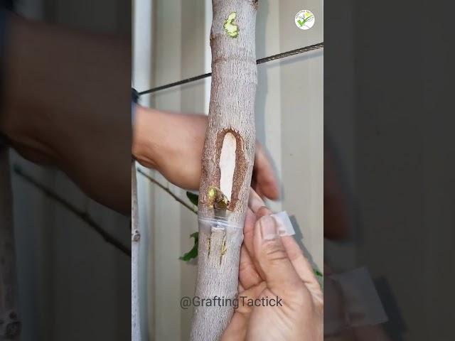 fig amazing grafting technique  #graftingtactick #garden #plants #shorts #fruits #tree