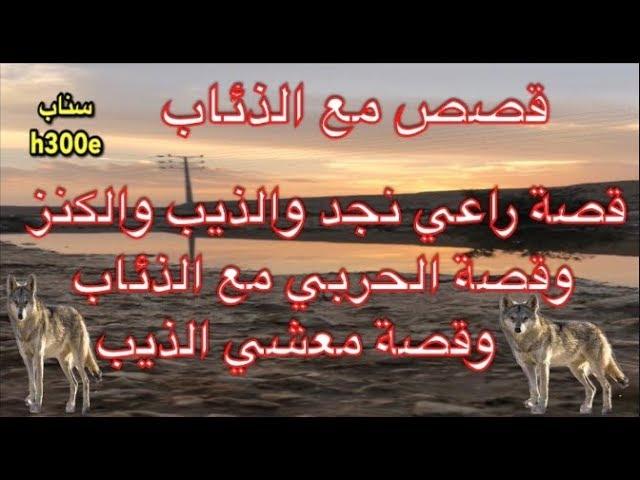 128- قصة راعي نجد مع الذيب وقصة الحربي و الذئاب