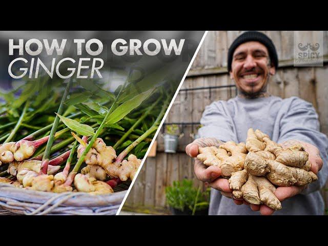 Tips to Grow lots of Ginger in Container