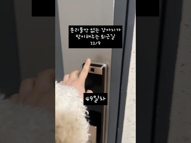 분리불안 없는 강아지는 하루종일 무얼 할까? #분리불안 #웰시코기