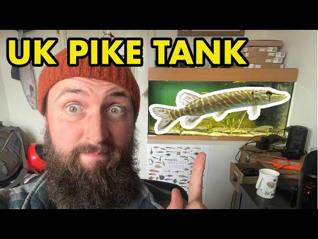 KEEPING PIKE IN AQUARIUM'S (UK)