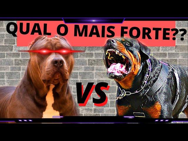 PIT MONSTER VS ROTTWEILER  - QUAL O CACHORRO MAIS FORTE??