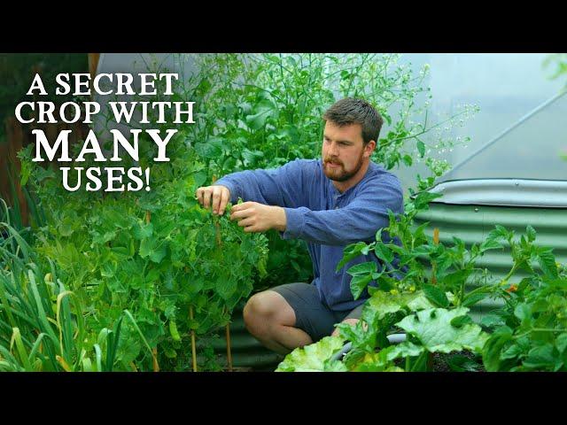 The Secret Crop in YOUR Garden (& How to Use It)