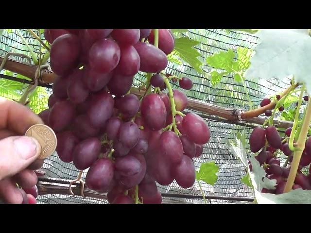 Сорт винограду "Дунав" - сезон 2022 # Grape variety "Dunav" - season 2022