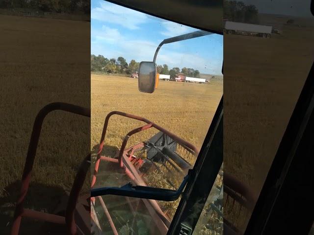 Harvesting wheat in Sept.  #farming #shorts #youtubeshorts #caseih  #food #2388 #wheat  #russwins