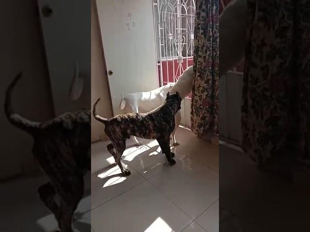 Así reaccionaron mi Dogos argetinos y presa canario ante un rottweiler