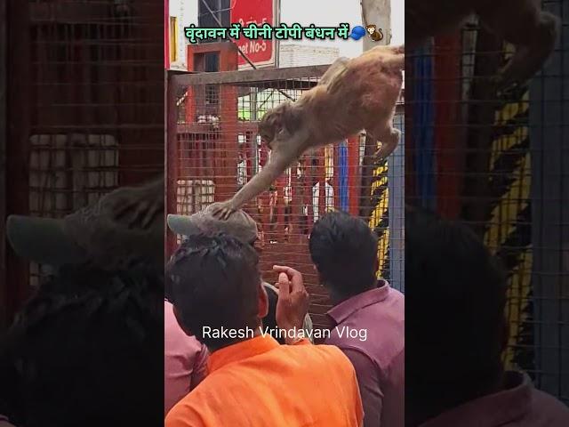 27-5-2025bandar ne#cheenee topee#vrndaavan mein#jay chain hai#aman ka jahaan shaanti hai#gaana