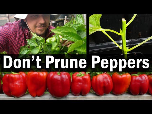 Don't Prune Your Peppers!