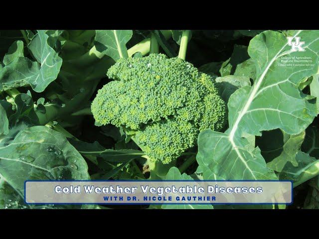 Cold Weather Vegetable Diseases