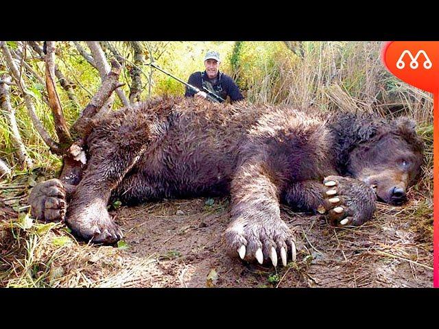 WORLD'S LARGEST BEAR EVER FOUND