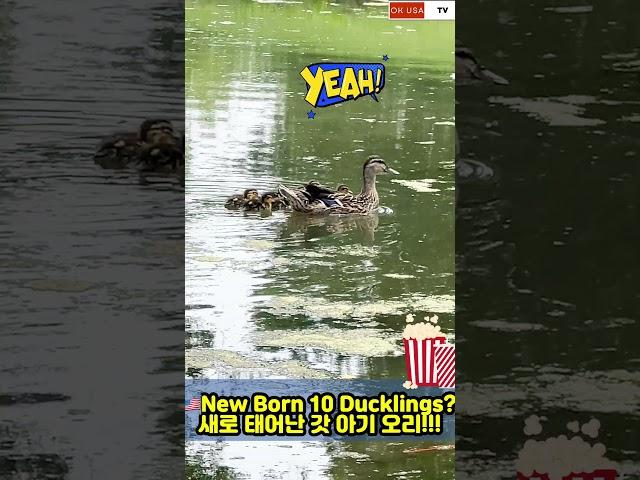 Cute 10 Newborn Ducklings Reaction??갓 태어난 10 아기오리!!ducklings #아기오리 #cuteanimal #duck #cute