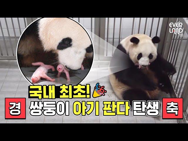 The moment of the twin baby panda's birth!! I Everland panda Aibao's birth-giving scene