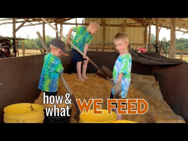 How and What We Feed Our Cattle and Finishing Steers