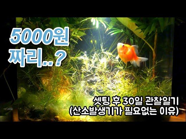 [Aquarium] how to set NO WATER CHANGE FISH TANK for goldfish (30DAYS REVIEW)