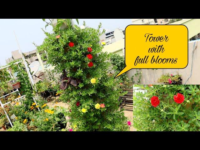 Vertical gardening tower with full blooms, #tableRose #OrgGardener