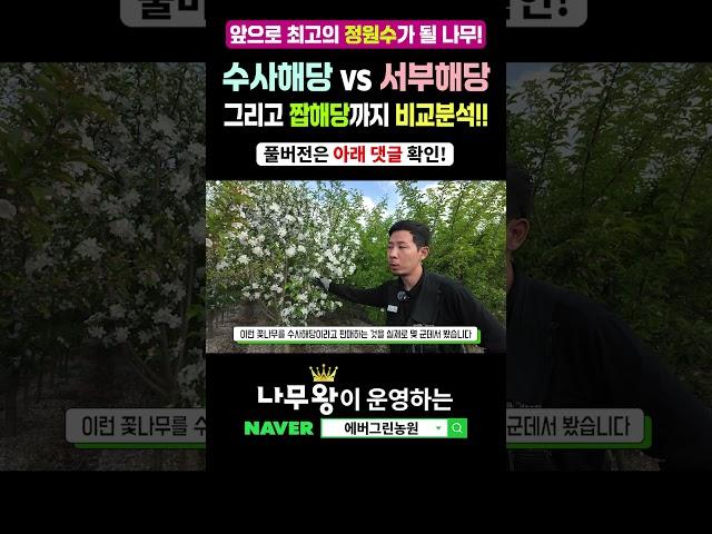 수사해당 vs 서부해당 vs 짭해당! 뭐가 다를까? #나무왕 #서부해당 #수사해당