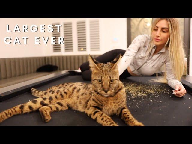 Is a Savannah cat a good pet?