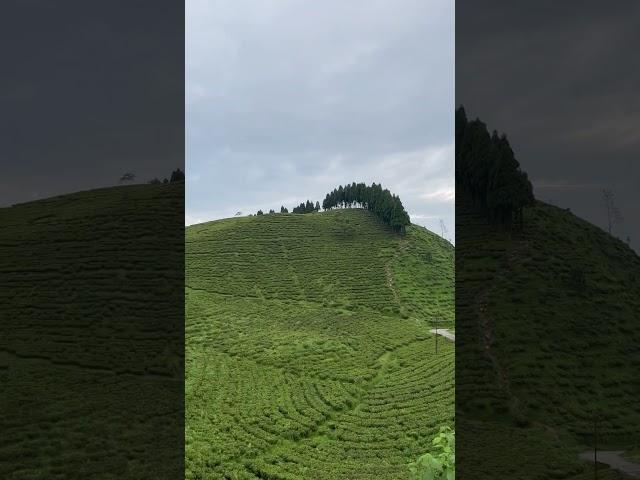 Pine trees  in between tea garden#shortfeed#subscribe#travel