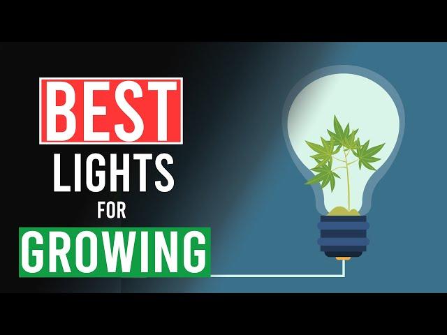 Best Lights for Growing Cannabis!