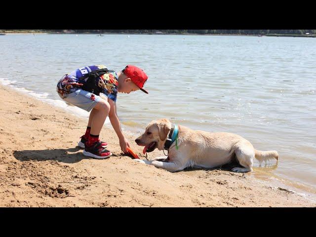 Labrador Troy (2 years) & his friends | Лабрадор Трой и его друзья 2022