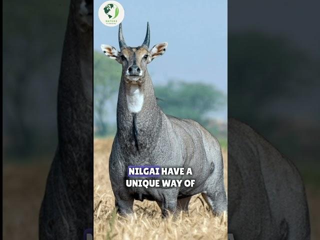 Largest antelope | Nilgai #youtubeshorts #shorts #nilgai #antelope