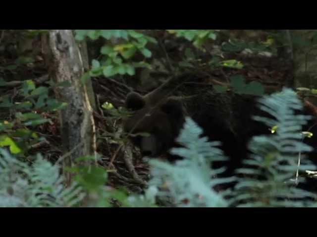 Forest colors trailer