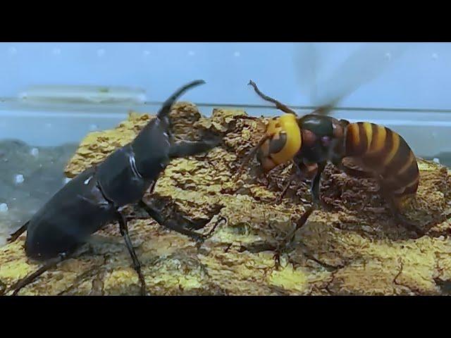 Asian Giant hornet VS Beetle