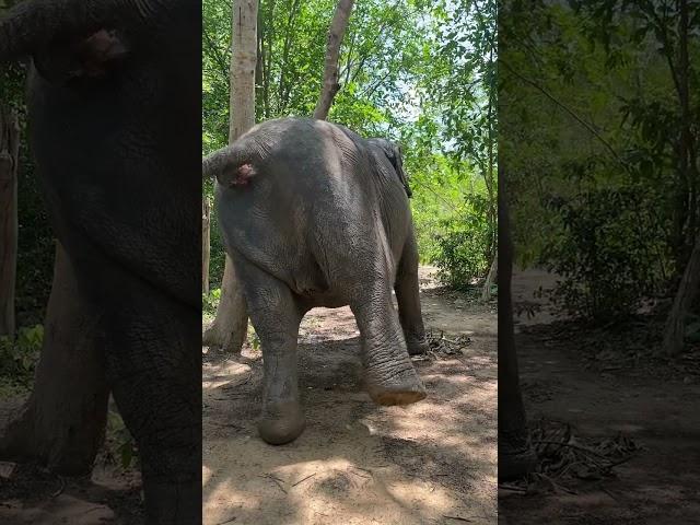 Asian elephant conservation _ Elephant Protection | A Story of Hope and Redemption