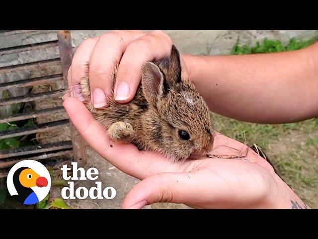 Family Of Tiny Bunnies Rescued From Storm Grate | The Dodo