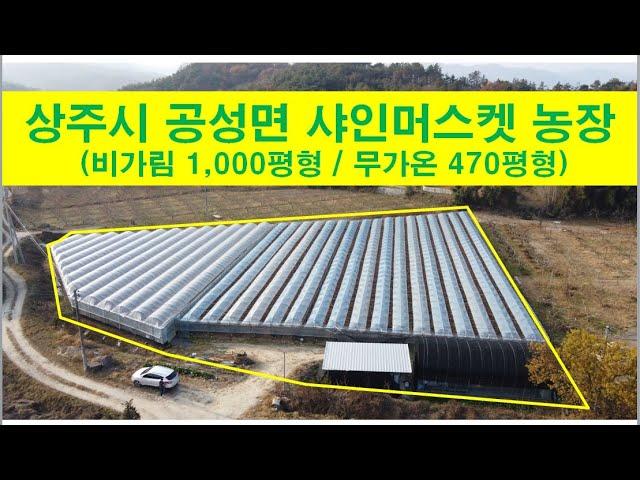 (2-47) 매매(농지), 상주시 공성면 소재 샤인머스켓 포도농장, 1,470평, 귀농귀촌하시는 분께 추천 #상주복돼지부동산#복돼지공인중개사#상주복돼지